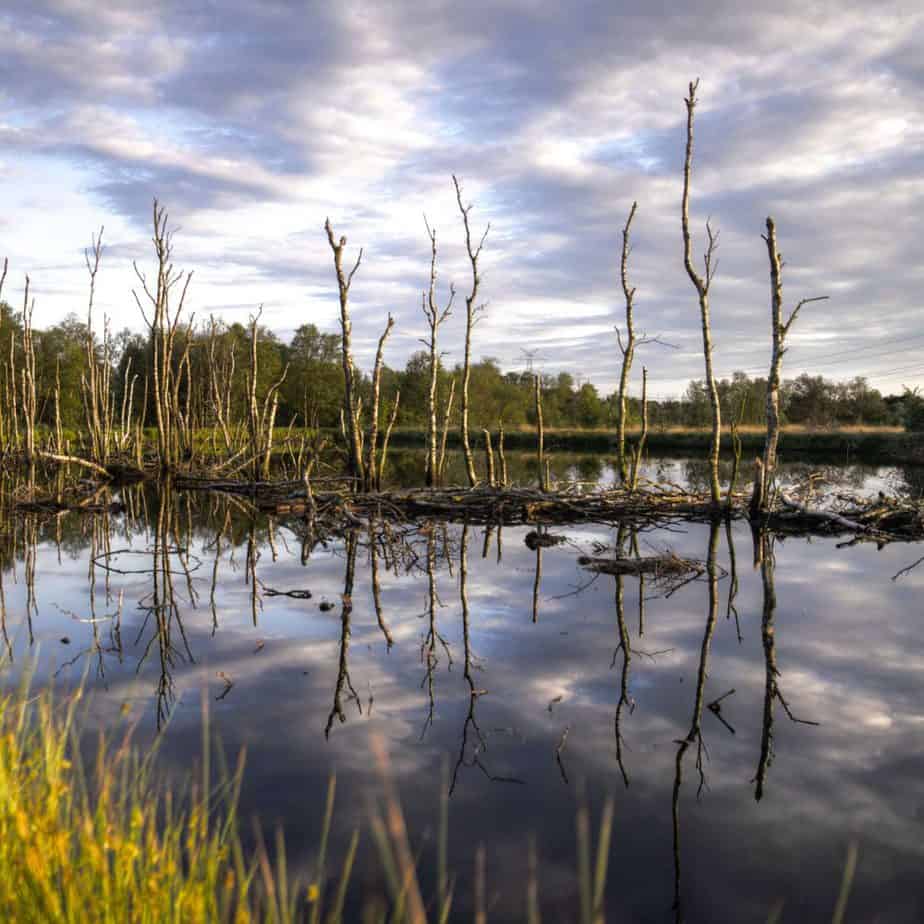 Hydroecological Engineering expert testimony
