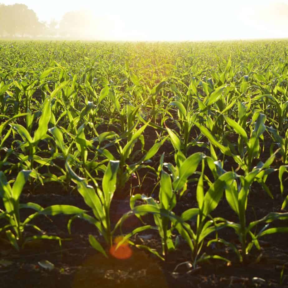 Insecticides expert testimony