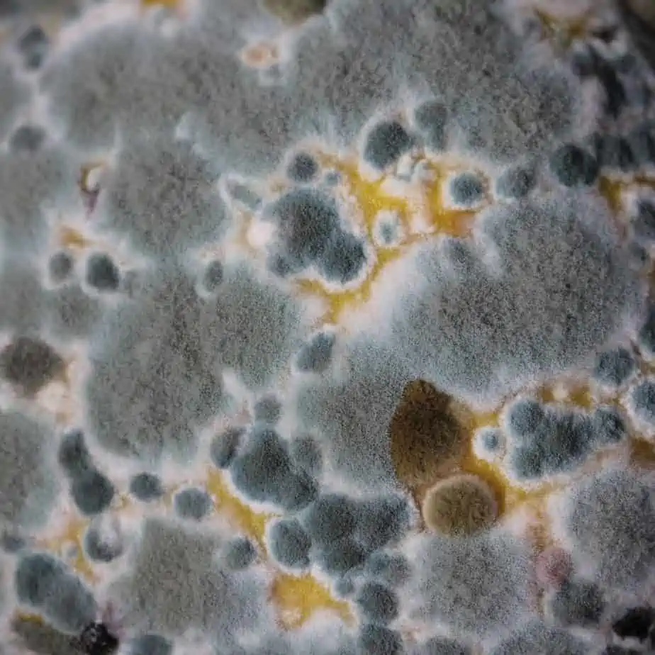 Mold Mold