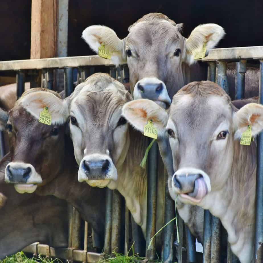 livestock expert testimony