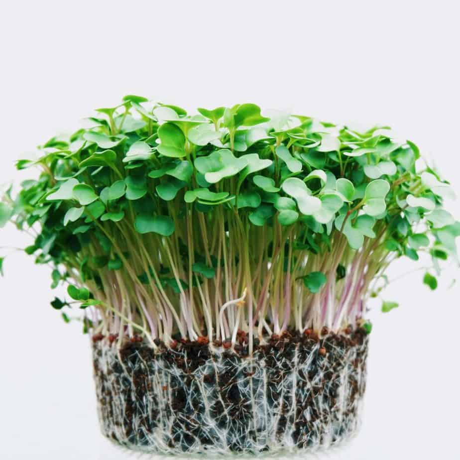 microgreens expert testimony