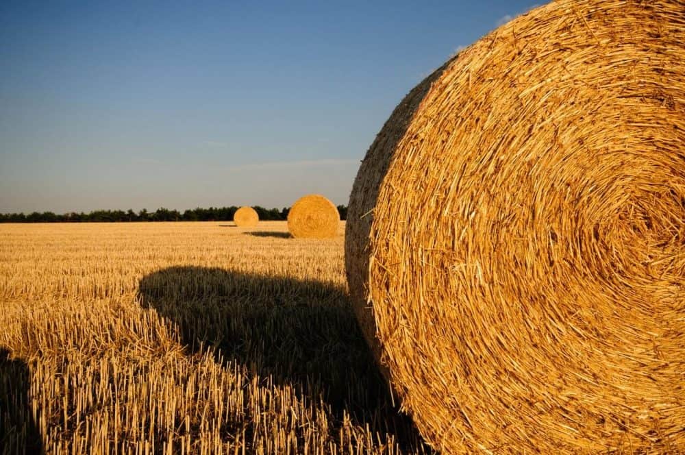 farm management expert testimony