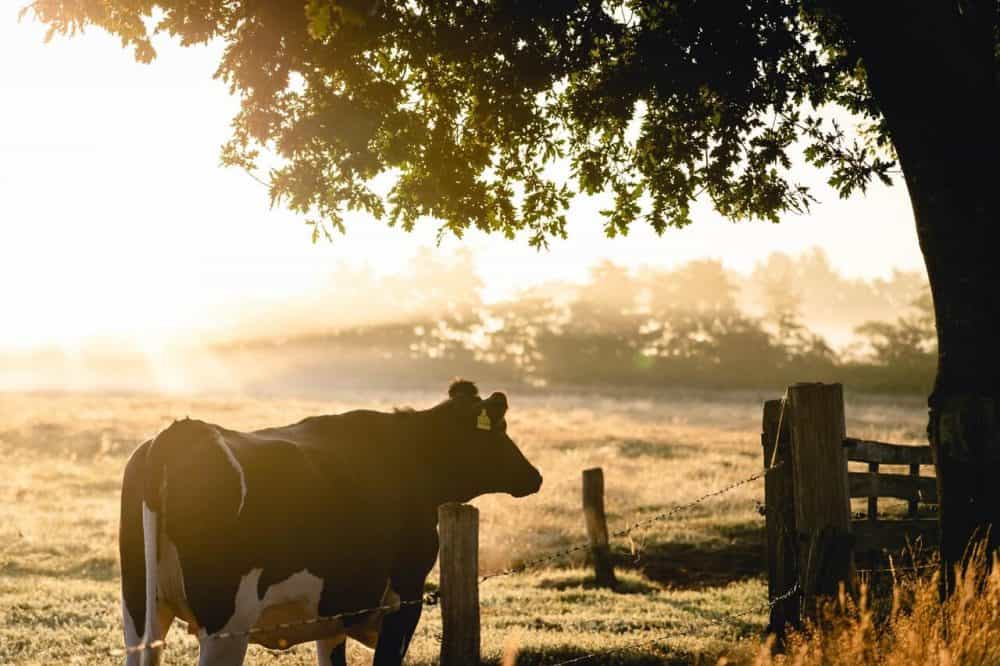 farm subsidy expert testimony