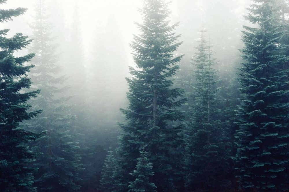forest management expert testimony