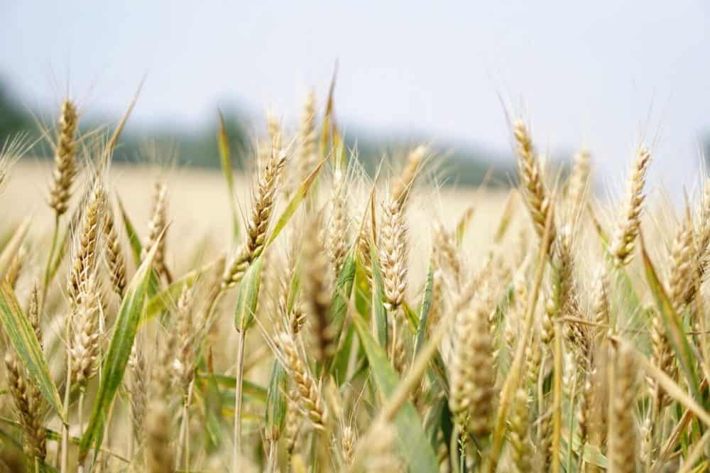 grain expert testimony