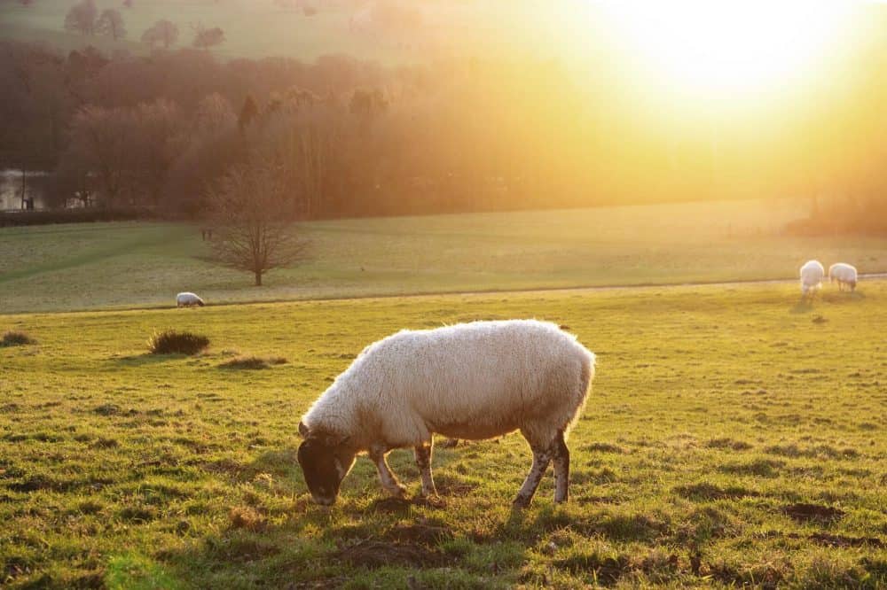 grazing management expert testimony