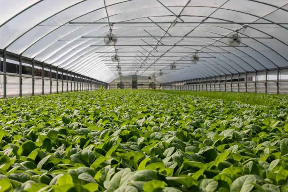 Greenhouses Greenhouses