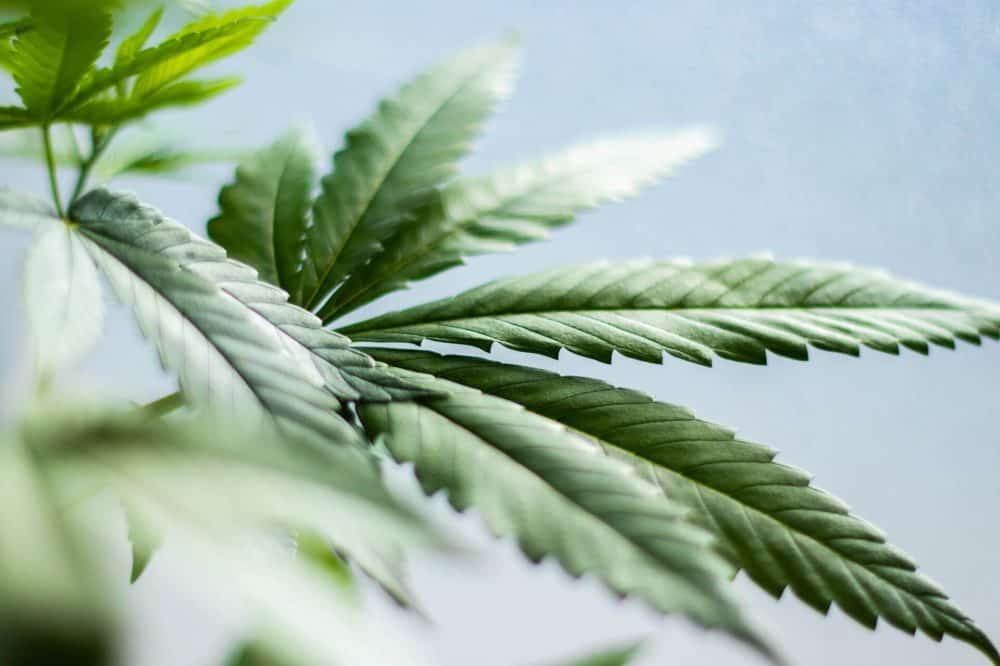 Cannabis Cannabis