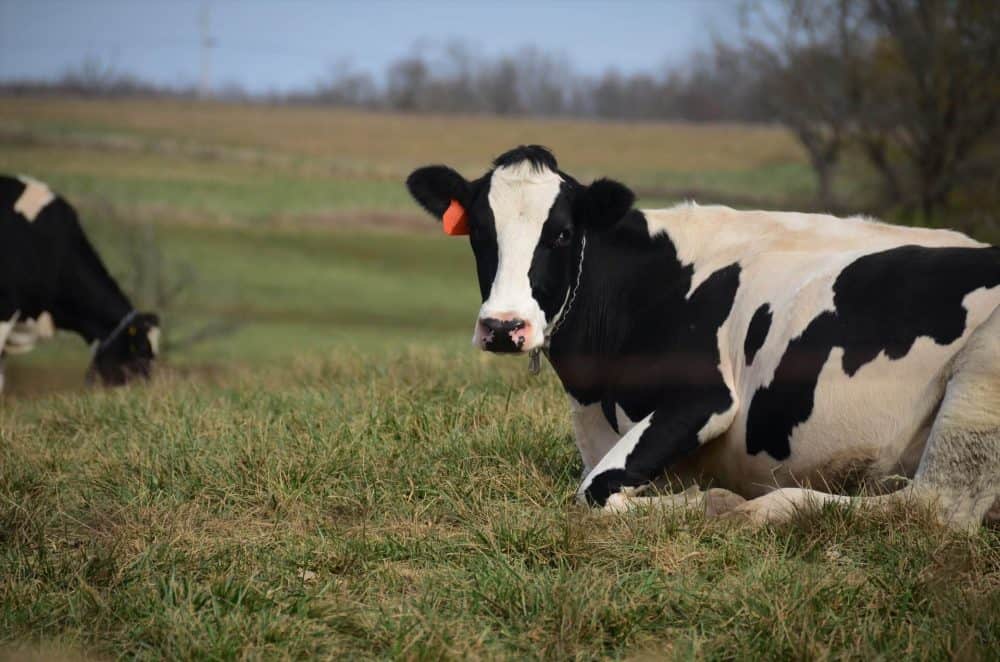 cattle expert testimony