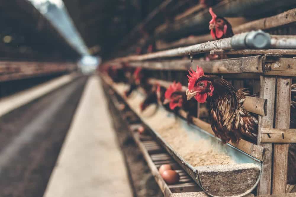 concentrated animal feeding operations expert testimony
