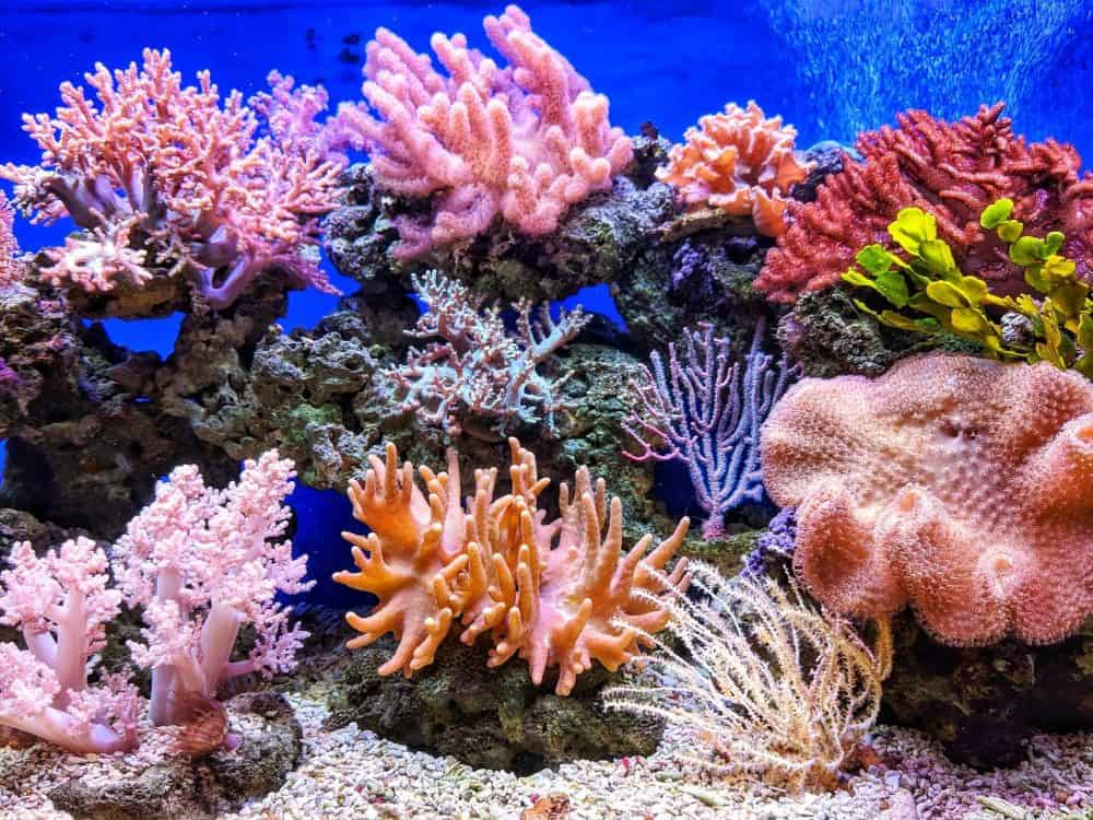 coral reefs expert testimony
