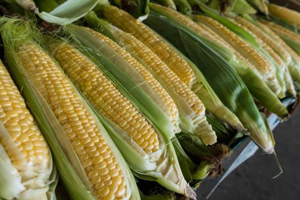 corn expert testimony