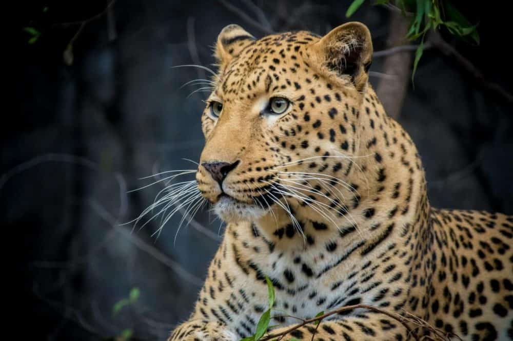 endangered species expert testimony
