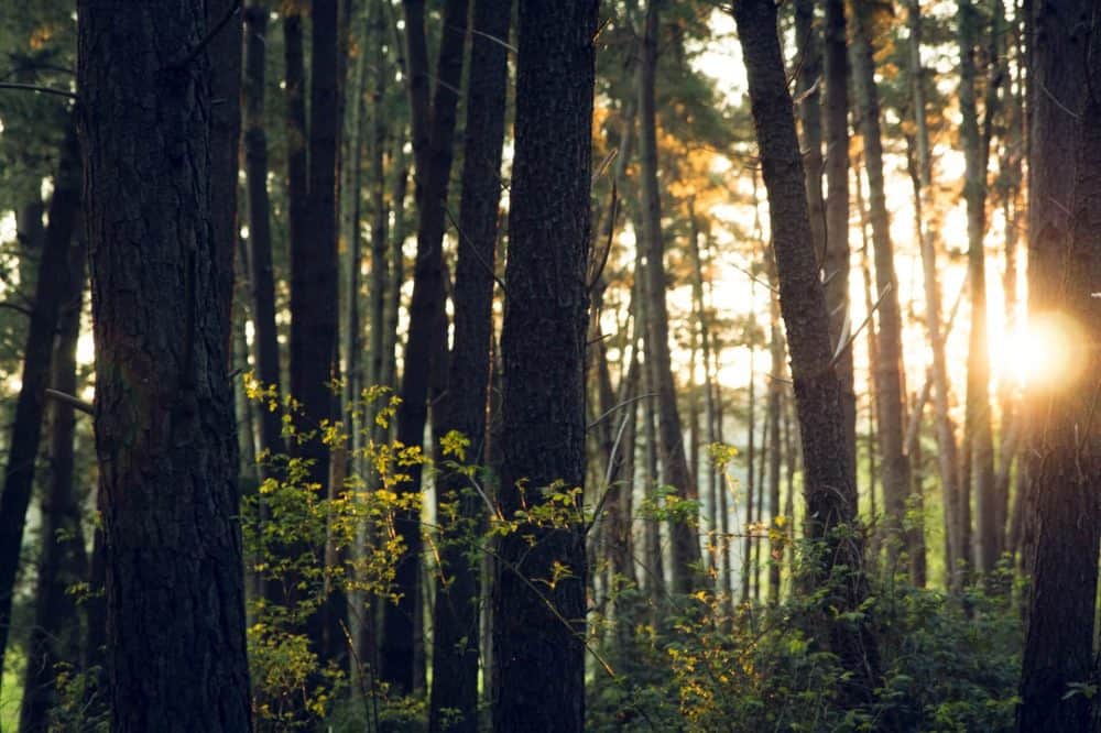 Environmental Science Environmental Science
