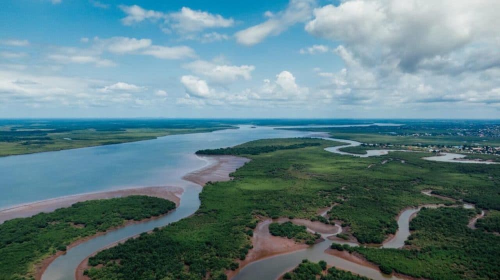 estuaries expert testimony