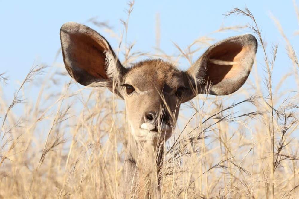 bioacoustics expert testimony