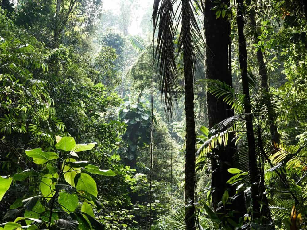 biodiversity expert testimony
