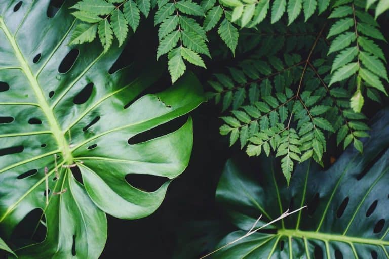 Botany Expert Witness - Cahn Litigation Services